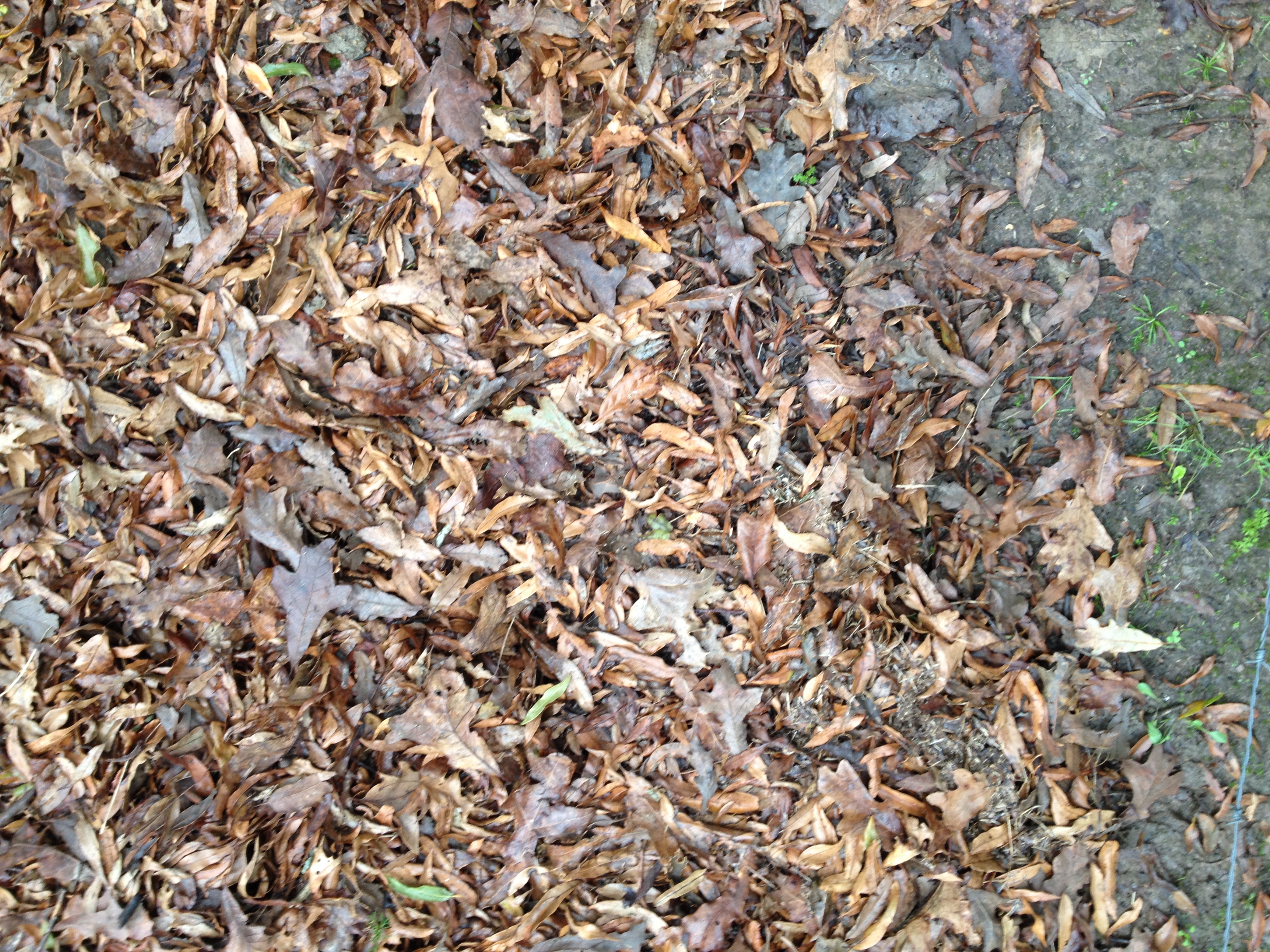 What to do with all these leaves